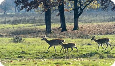 Fauna e Flora